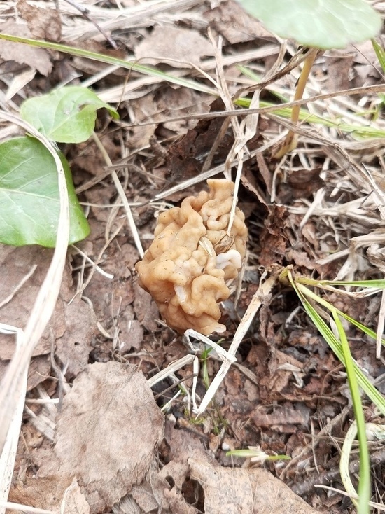 В Ярославской области начался сезон весенних грибов