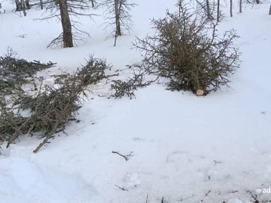 Нарушителей ищут соответствующие органы