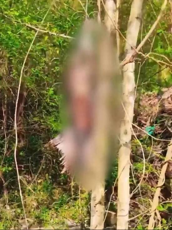 Могла стать жертвой ритуала: в Сочи обнаружили птицу, подвешенную за ноги на дереве