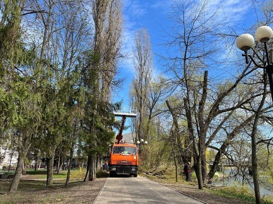В белгородском парке Победы начали кронировать ивы