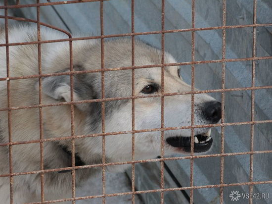 Сорвавшаяся с цепи домашняя собака покусала школьницу в Кузбассе