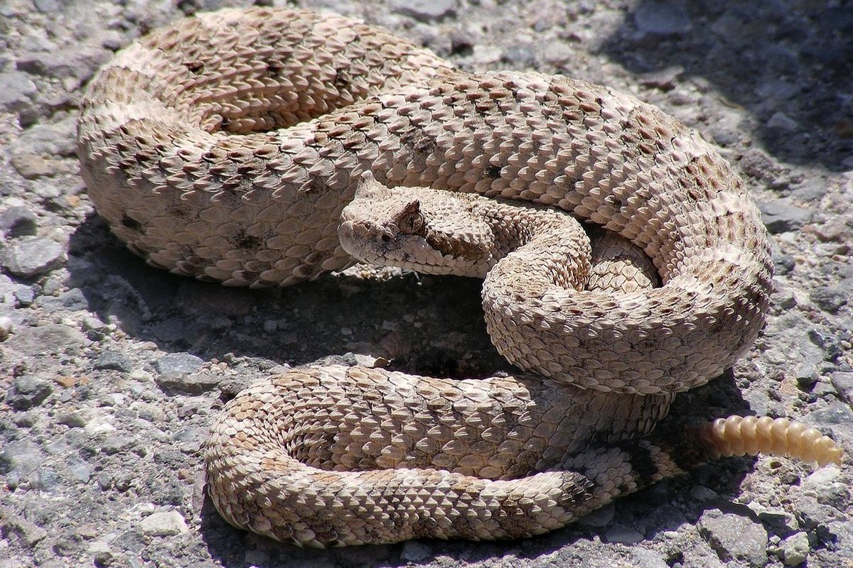 змеи в черногории