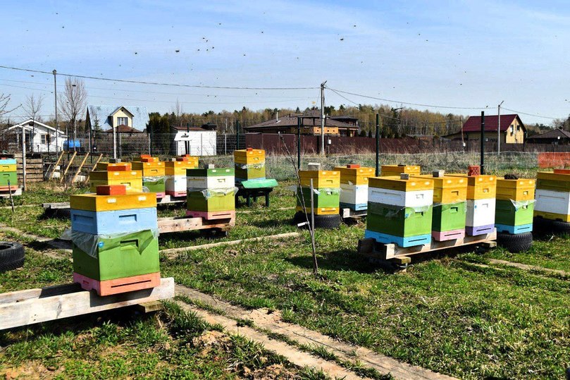 П садовый пасечная. Пасека в саду. Пчеловодство правильное. Медовая пасека в детский сад пошаговой.