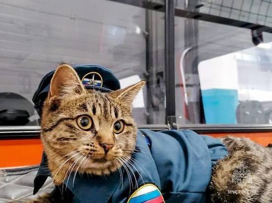 Спасатели на Курилах предложили жителям стать хозяевами котят знаменитой Кошки