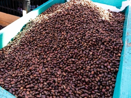 Из Бурятии в Китай тоннами вывозят кедровый орех