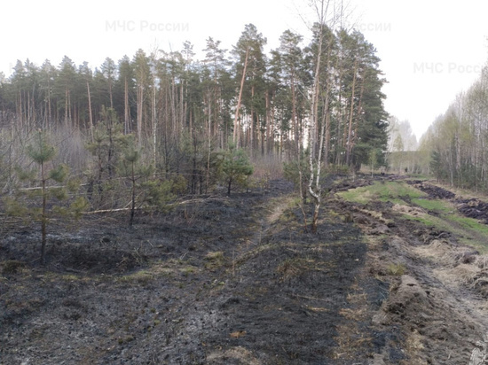 Лесной пожар потушили в Брянском районе