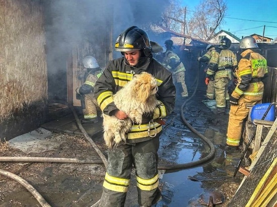 Пожарные спасли собаку, которая чуть не погибла при пожаре в Шадринске