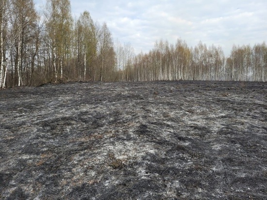 Появились подробности лесного пожара в Тёмкинском районе Смоленской области