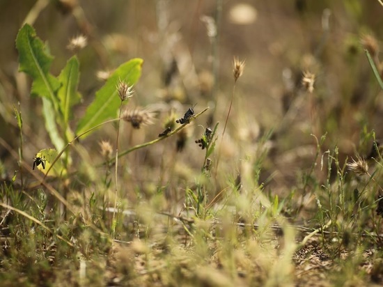 В Волгоградской области 7,5 тысячи га полей обработают от саранчи