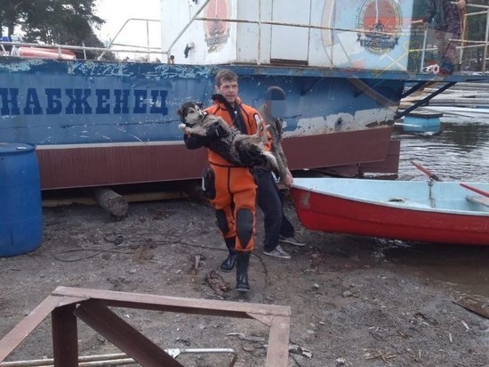 Спасатели вытащили провалившуюся под лед на реке Вуокса собаку
