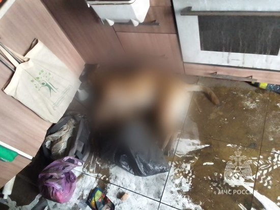 При пожаре в высотке в курском Железногорске погибла собака