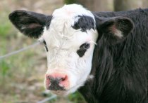 В улан-удэнских пабликах стал активно распространяться пост, в котором читателей уверяют, что в Бурятии корова родила теленка-мутанта