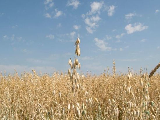 Глава МИД России Лавров заявил о невыполнении условий российской части «зерновой сделки»