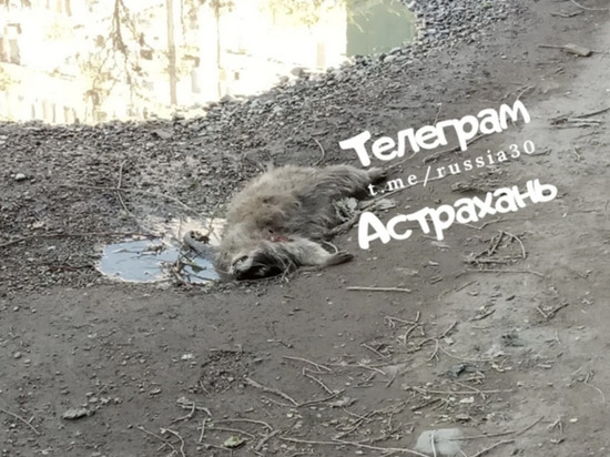 В Астрахани обнаружили мертвого енота с пулями в теле