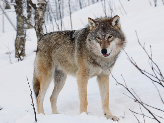 Волки задавили новорожденного оленя на севере Сахалина