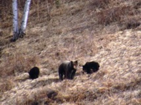Медведицу с пестунами и росомаху встретили в нацпарке в Забайкалье