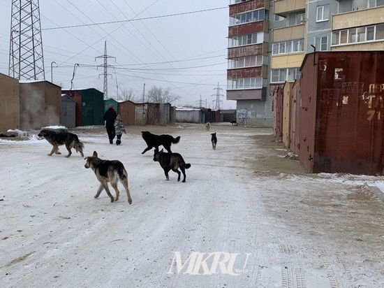 Прокуратура взяла на контроль строительство приютов для собак в Забайкалье