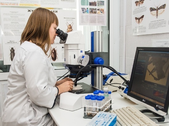 Крупный рассадник опасного карантинного вредителя нашли в Свердловской области