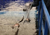 В интернете появилась информация о том, что в Мурманской области обнаружили выбросы мертвой форели. Разбираться с ситуацией будут специалисты государственной ветеринарной службы. 