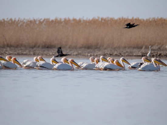 В Астрахань прилетели розовые пеликаны