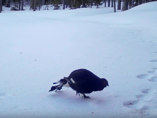 Боевой тетерев-косач попал в кадр видеоловушки заповедника в Карелии