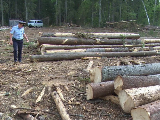 В Удмуртии почти в половину снизилось число незаконных вырубок леса