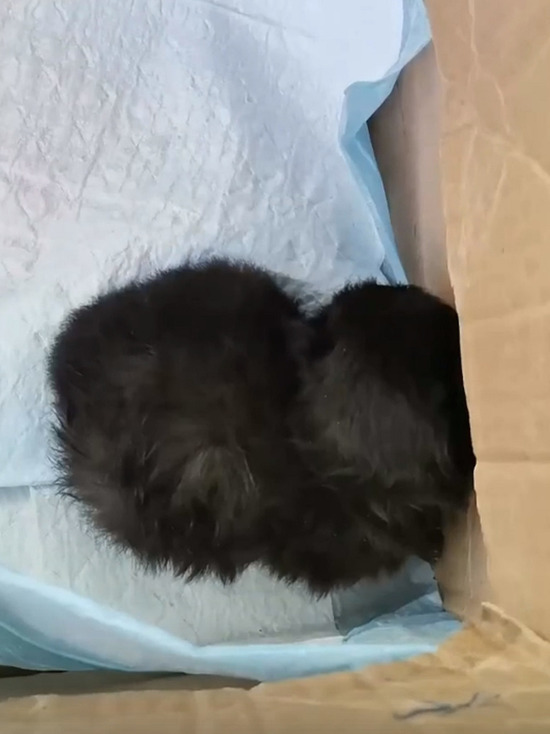 В Твери возле зоомагазина нашли новорожденного котенка