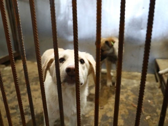 Звезды российской эстрады выступили против усыпления астраханских собак