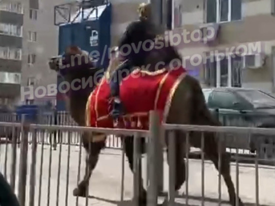 В Новосибирске заметили девушку на верблюде на улице Ипподромской