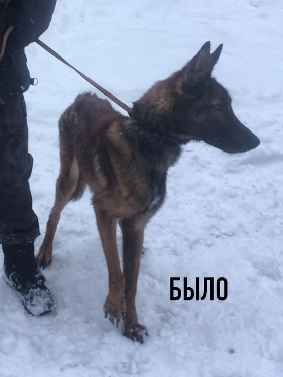 В Рыбинске удалось выходить собаку, которую хозяева едва не заморили голодом