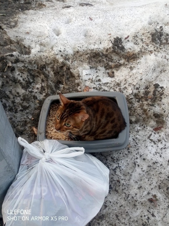 В Муравленко бенгальского кота без когтей вышвырнули к трассе вместе с лотком