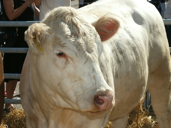 Indian man dies on railway track after cow falls on him