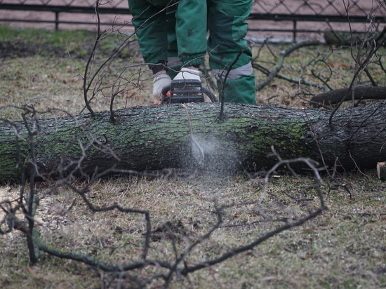 У Нахимовского училища вырубят деревья для застройки