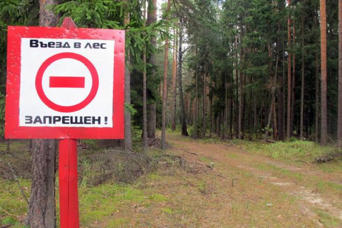 Посещение лесов запрещено