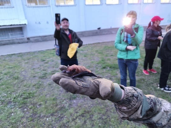 Луганчанка спасла от гибели колонию летучих мышей