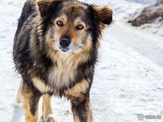 Стая бездомных собак держит в страхе жителей кемеровского поселка