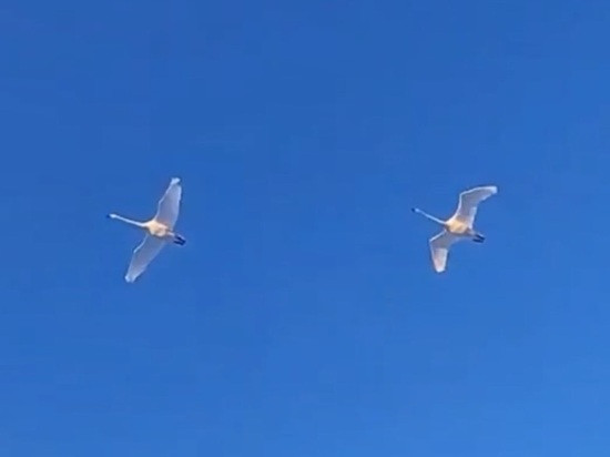 В Тункинский нацпарк в Бурятии прилетели лебеди-кликуны