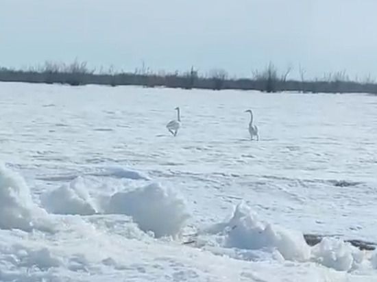 В ЯНАО пара белых лебедей неспешно с «разговорами» прогулялась по снегу у трассы