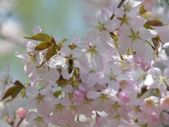 Специалисты объяснили раннее цветение сакуры в Москве