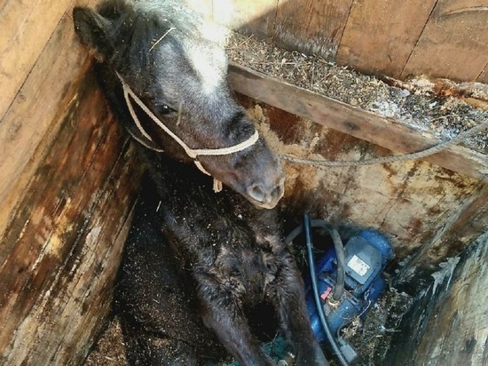На Алтае спасли молодую лошадь, которая провалилась в колодец