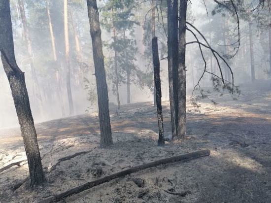 В Шемуршинском округе Чувашии потушили лесной пожар