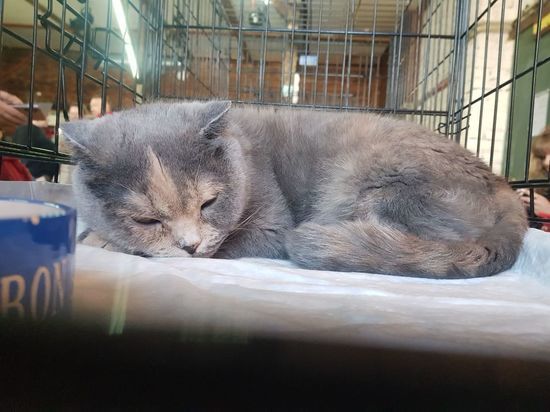 Общественники из Карелии провели выставку-раздачу бездомных кошек