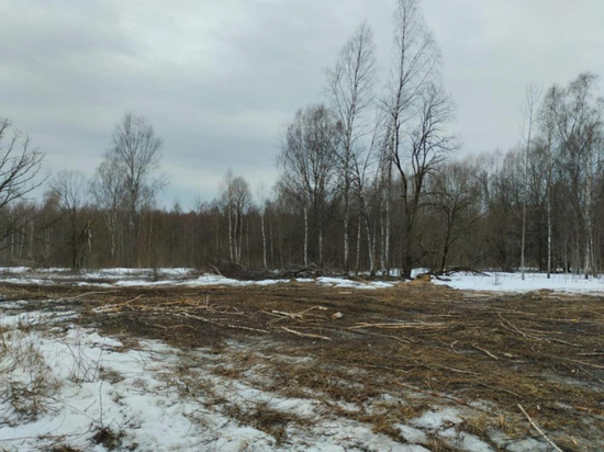 Смолянину грозит два уголовных дела за незаконную вырубку более 80 деревьев