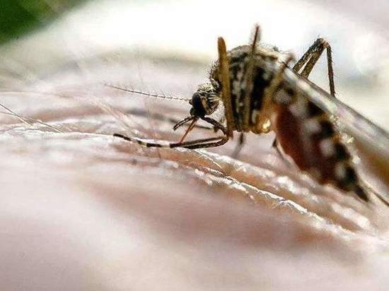Вирусолог Лукашев заявил, что вероятность заражения малярией в России сейчас равна нулю