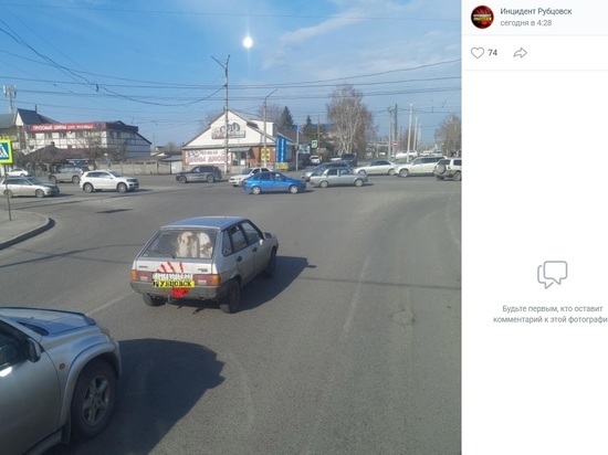 Бийчанин катался по городу с коровами в легковушке