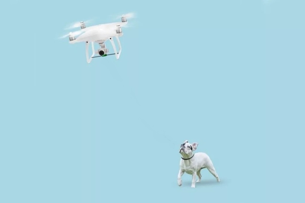 Костромские ноу-хау: в академии РХБЗ научили собак обнаруживать дроны