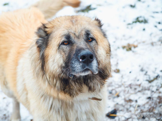 В Кузбассе собака загрызла козленка на глазах у детей