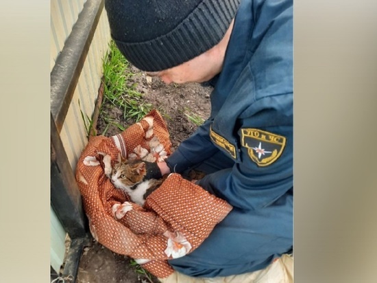 Белгородские спасатели помогли коту, застрявшему в заборе