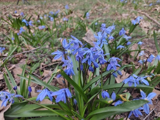 «Цветы весны» распустились в Вологодской областной универсальной библиотеке