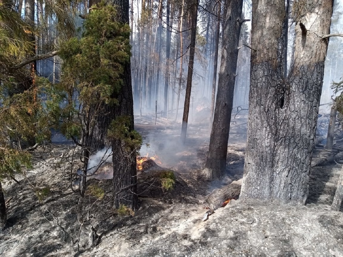 В Костромской области ликвидировали масштабный лесной пожар. Как это было...